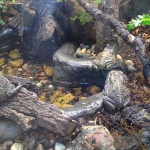 Fowler's toad and American toad