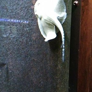 Porcupine river stingray