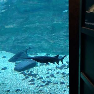 Paddlefish
