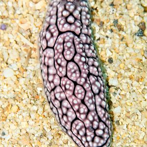 Nudibranch - Phylidiella sp.