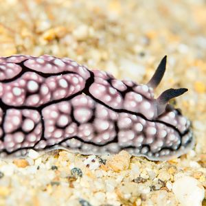 Nudibranch - Phylidiella sp.
