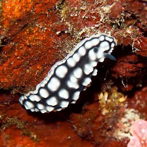 Nudibranch - possibly Phylidiella pustulosa