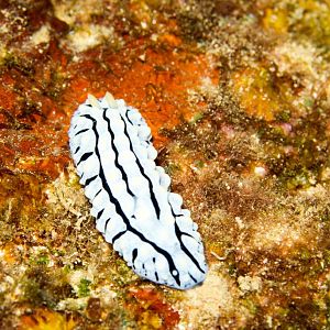 Nudibranch - Phylidia varicosa