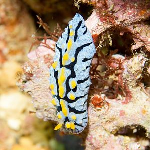 Nudibranch - Phylidia varicosa