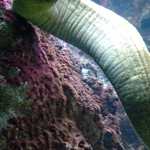Green moray eel