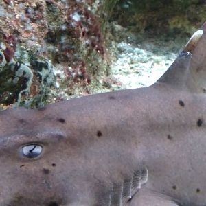 Horn shark