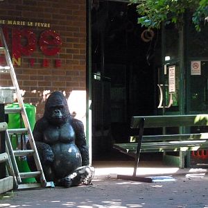 Gorilla at large outside the Ape house, July 2017