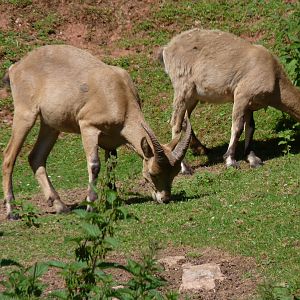 West Caucasian Tur, July 2017