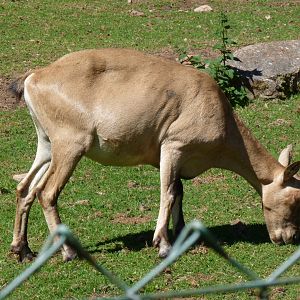 West Caucasian Tur, July 2017