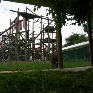 Orangutan enclosure, July 2017