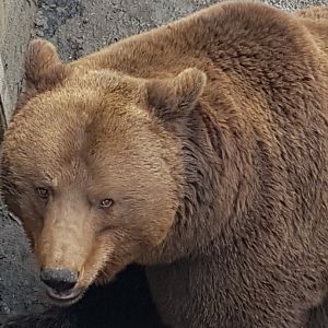 Brown bear