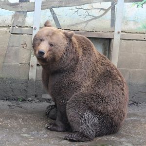 Brown bear