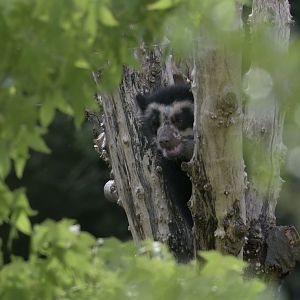 Baby bear 5th July 2017
