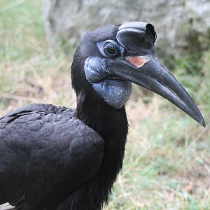 Abyssinian ground hornbill