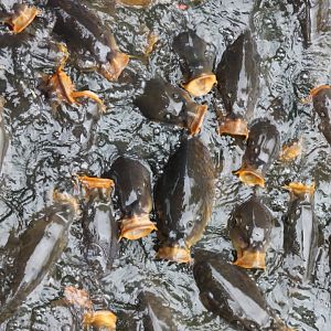A lot of carps