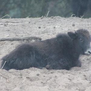 Yak-calf