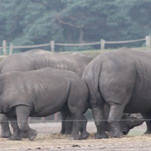Southern white rhinos