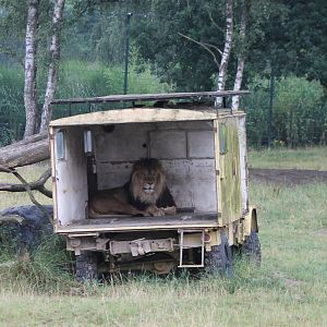 Lion in car