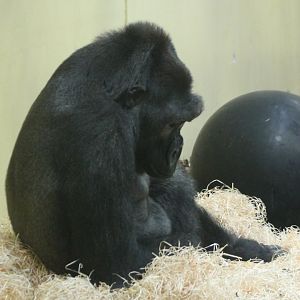 Western lowland gorilla