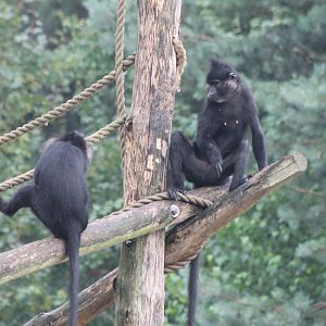 Black mangabeys