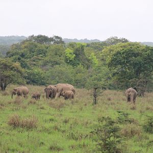Sri Lankan Elephants (Elephas maximus maximus)