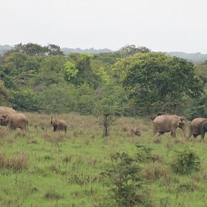 Sri Lankan Elephants (Elephas maximus maximus)