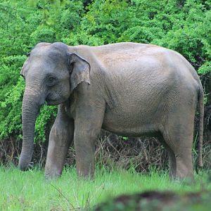 Sri Lankan Elephant (Elephas maximus maximus)