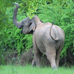 Sri Lankan Elephant (Elephas maximus maximus), departing
