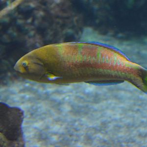 Wrasse I.D