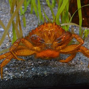 Crab I.D