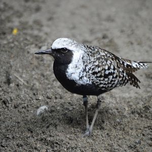 Pluvialis squatarola