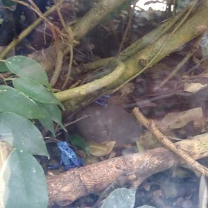 Blue poison frogs