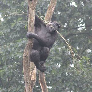 Western lowland gorilla
