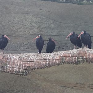 Northern bald ibisses