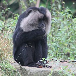 Lion-tailed macaque