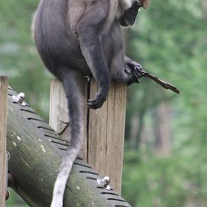 Red-capped mangabey