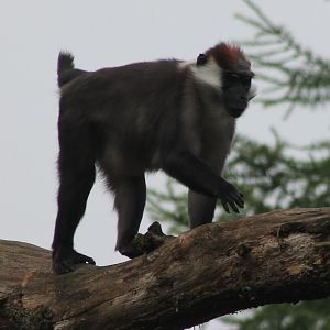 Red-capped mangabey