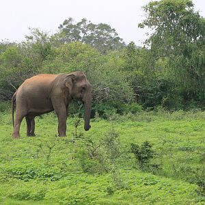 Sri Lankan Elephant (Elephas maximus maximus)