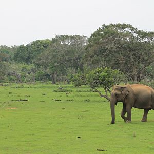 Sri Lankan Elephant (Elephas maximus maximus)