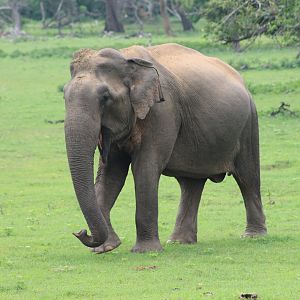 Sri Lankan Elephant (Elephas maximus maximus)