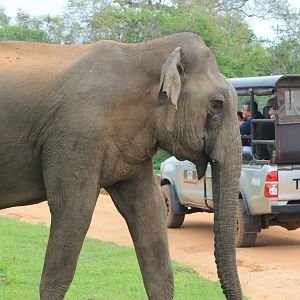 Sri Lankan Elephant (Elephas maximus maximus)