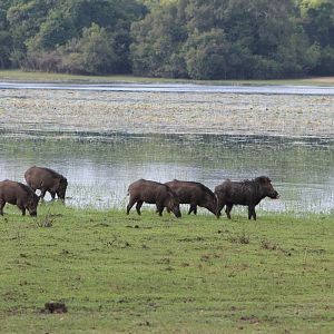 Wild Pigs (Sus scrofa cristatus)