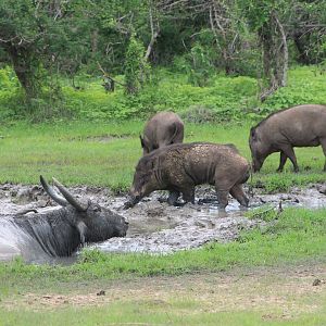Wild Pigs (Sus scrofa cristatus) and feral Water Buffalo (Bubalus bubalis)