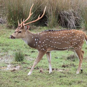 Chital or Spotted Deer (Axis axis ceylonensis)