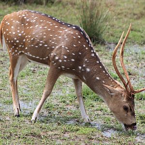Chital or Spotted Deer (Axis axis ceylonensis)