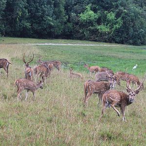 Chital or Spotted Deer (Axis axis ceylonensis)