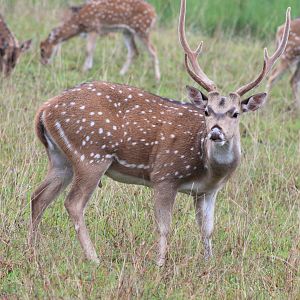 Chital or Spotted Deer (Axis axis ceylonensis)