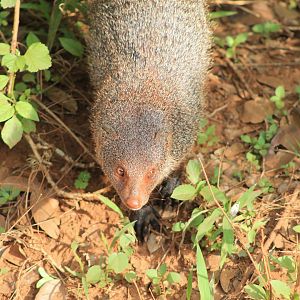 Ruddy Mongoose (Herpestes smithii zeylanicus)