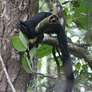Sri Lankan Giant Squirrel (Ratufa macroura melanochra)