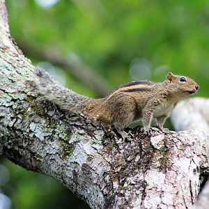 Three-Striped Palm Squirrel (Funambulus palmarum brodei)